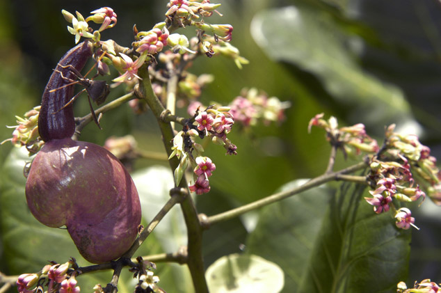 Cashew nut and fruit growing, flaar archive, photo by Nicholas Hellmuth