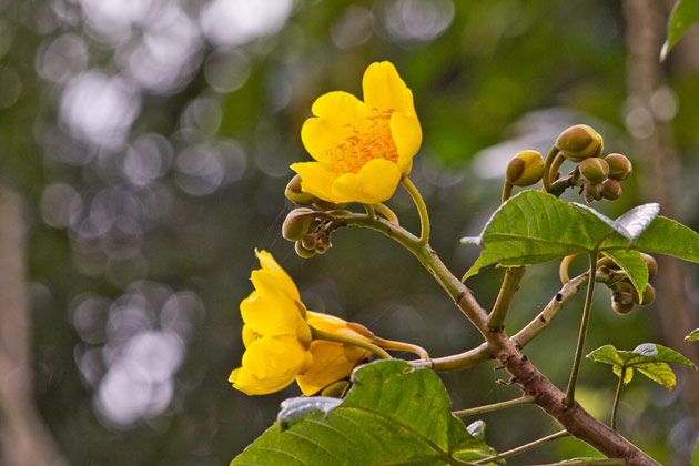 Cochlospermum vitifolium at Petén. Photography by Sofia Monzon using a Canon EOS REBEL with a T2i EF-S18-55mm f/3.5-5.6 IS on a Gitzo tripod. Copyright FLAAR 2012