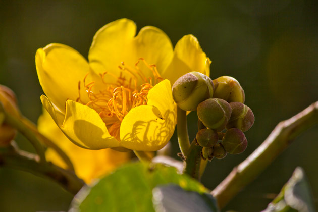 Cochlospermum vitifolium at Petén. Photography by Sofia Monzon using a Canon EOS REBEL with a T2i EF-S18-55mm f/3.5-5.6 IS on a Gitzo tripod. Copyright FLAAR 2012