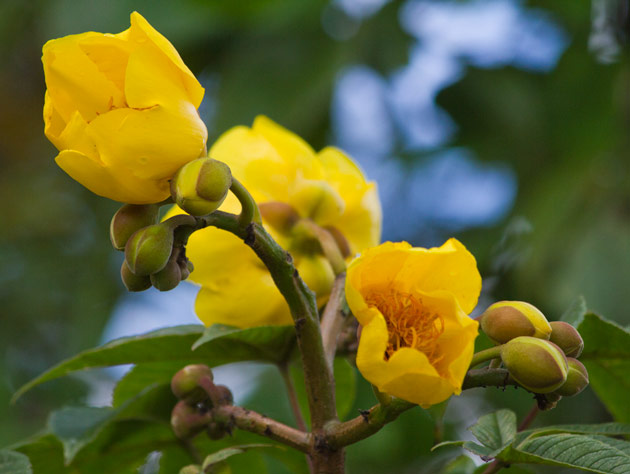 Image of several flowers and buds of Tecomasuche, a dye plant used for textiles among the maya