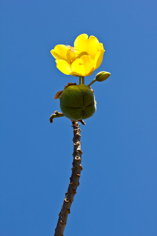 Detail view of a Tecomasuche flower, maya ethnobotany images. Photo taken by Sofia Monzón in Jutiapa, January 2012