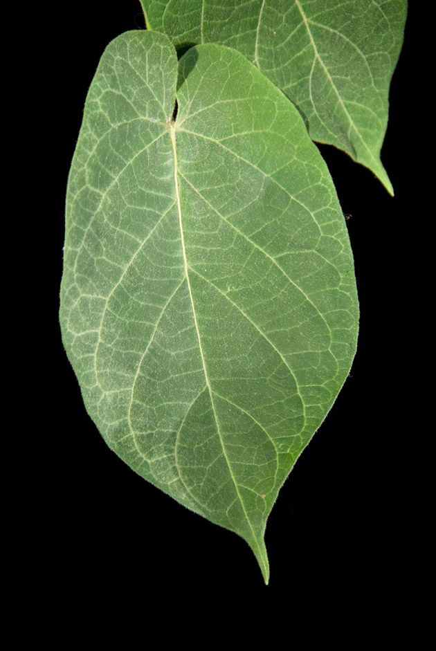 Cuchamper, Gonolobus leaves, this plant is a vine.