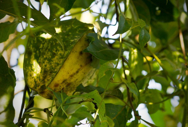 Cuchamper fruit still in the tree, photographed by Sofia Monzon with a Canon EOS Rebel T2i, Guatemala.
