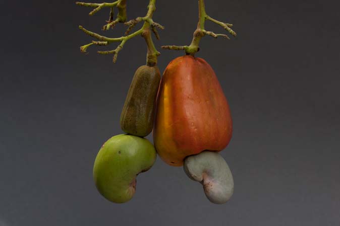 Anacardium occidentale cashew nut fruit flowers Rio de los Esclavos Mar15 6515