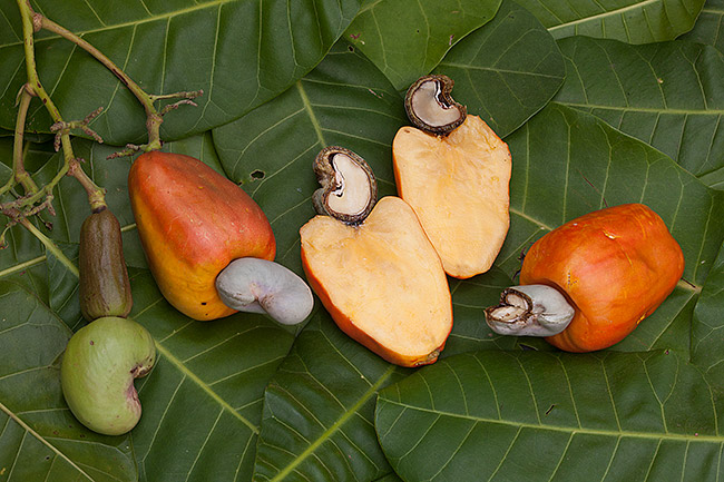 What Is Cashew Fruit Called Foliar Garden