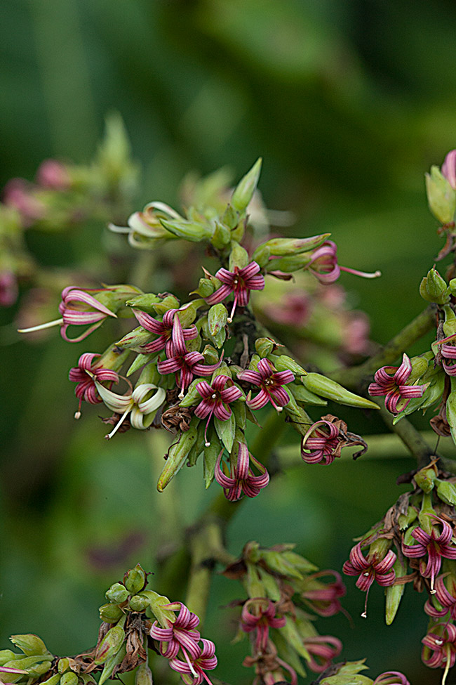 Anacardum Occidentale Flower, Flaar Mesoamerica