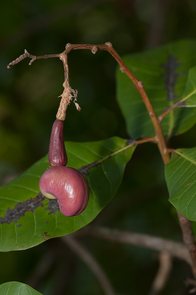 Anacardium occidentale Photography, FLAAR mesoamerica