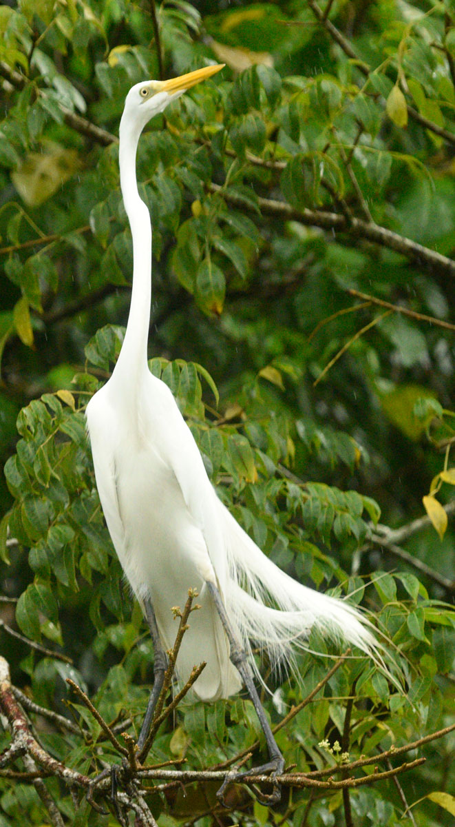 great-white-heron-egret-cropped-Canyon-Rio-Dulce-Municipio-de-Livingston-Izabal-Guatemala-FLAAR-Mesoamerica