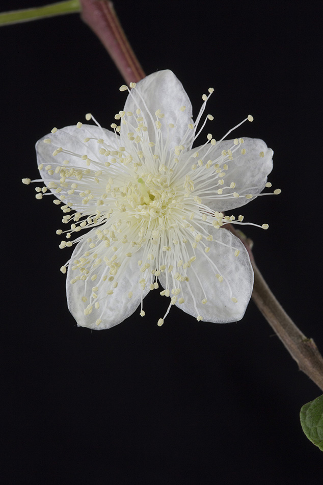 guava-psidium-guajava-flaar-guayaba-photography