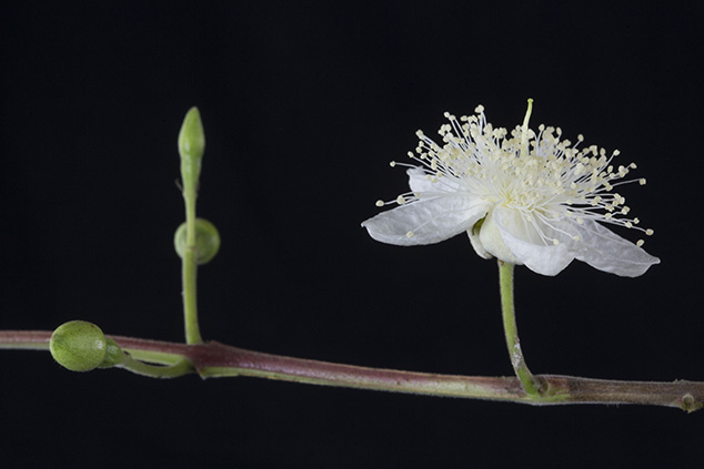 guava-psidium-guajava-flaar-photography-flaar