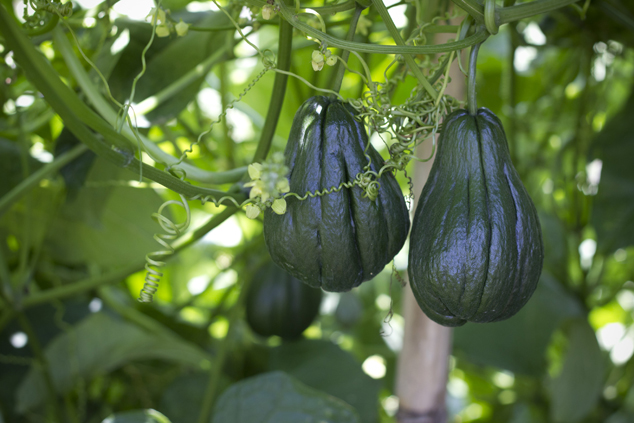 Guisquil plantation at Pinula Guatemala, photo  by Nicholas Hellmuth