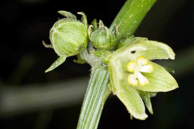 Guisquil or wiskil flowers and closed buds