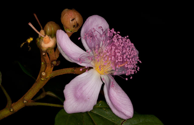 Achiote Flower, photographed by Nicholas Hellmuth