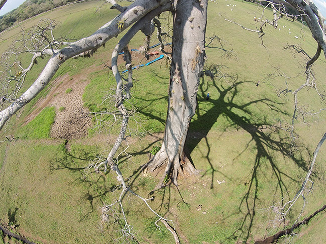 Ceiba-pentandra-hacienda-la-esperanza-drone-image-IMG-7356