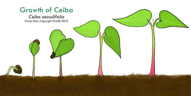 Ceiba aesculifolia seed growth sequence FLAAR Vivi