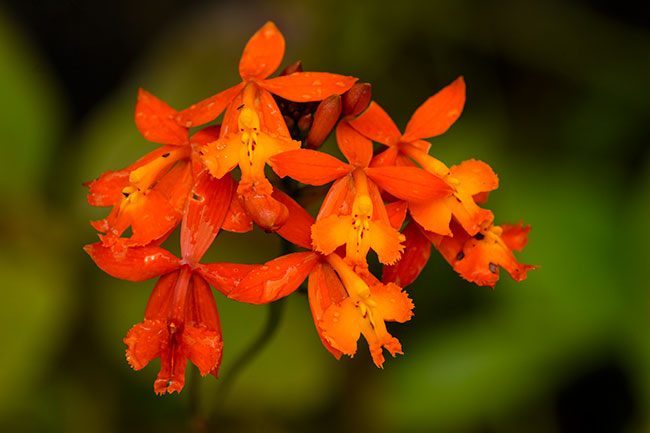 Epidendrum-radicans-Orchid-Senahu-Tucuru-roadside-9259