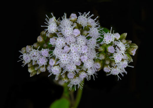 Eupatorium-pycnocephalum-FLAAR-garden-Feb-8-2016-Nicholas-Hellmuth-0896