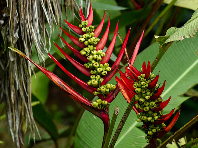 Heliconia-unknown-species-Ranchitos-del-quetzal-1827