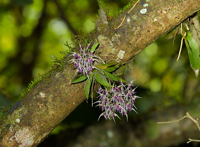 Macroclinium-bicolor-orchid-Purulha-9126