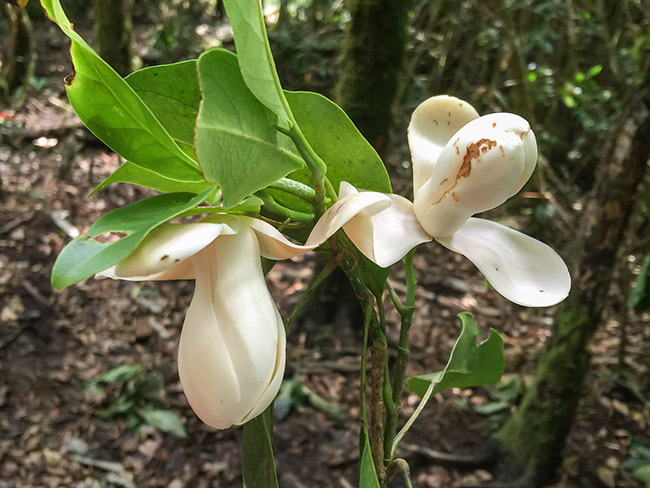 Magnolia-guatemalensis-magnolia-finca-la-Perla-may-2015-image-EF