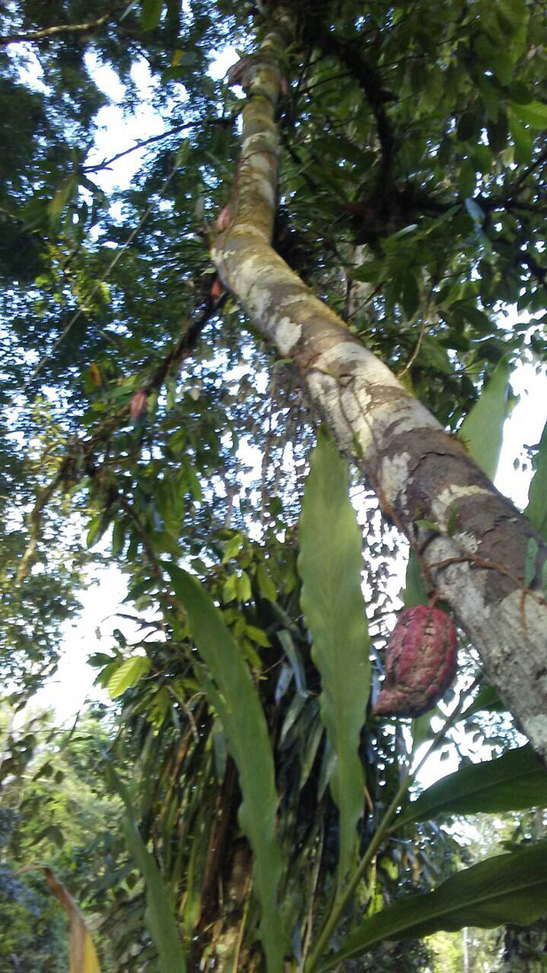 Maya-cacao-cocoa-chocolate-curved-point-pod-Peten-guatemala-FLAAR