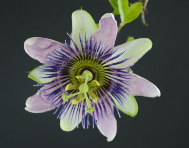 Passiflora lingularis Granadilla FLAAR roof Westcott Metz ring Jul 26 2015 1937