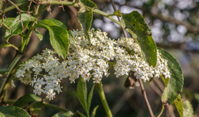 Sambucus-mexicana-Sauco-Sta-Eulalia-May-10-2015-EF-5647 2