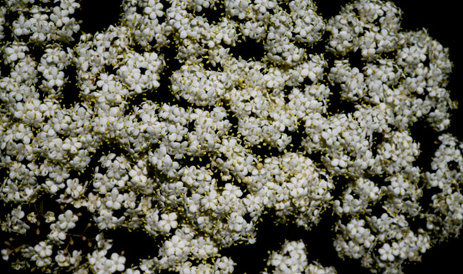 Sambucus-mexicana-Sauco-Sta-Eulalia-May-10-2015-NH-7078 2