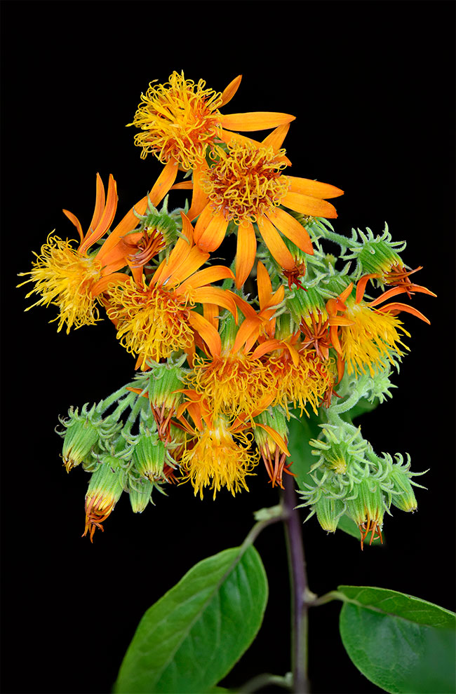 Senecio-confusus-Mexican-Flame-Vine-Orangeglow-Maya-Medicinal-Plant-FLAAR