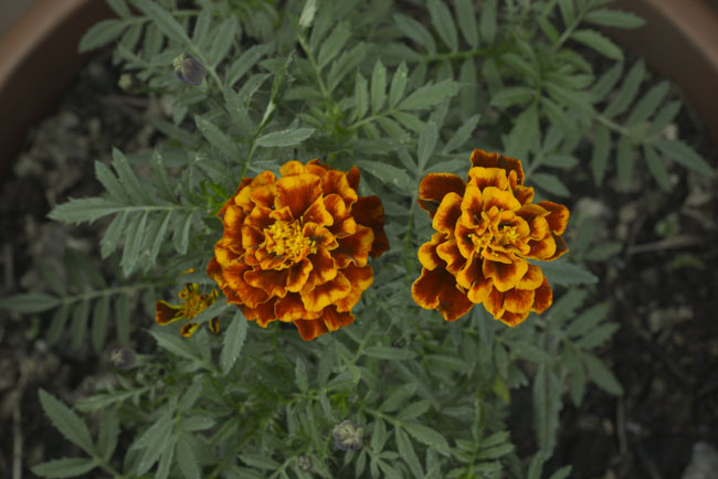 Tagetes erecta Flor de Muerto Sep 2013 4871