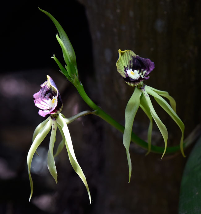 black-orchid Encyclia cochleatum orchid national flower Belize 9526