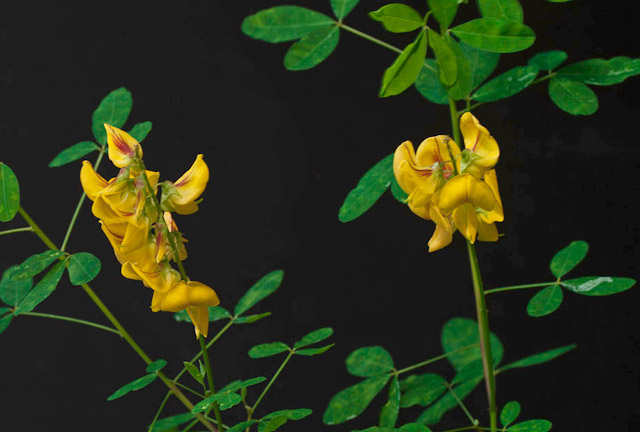 Chipilin Flower, photographed by Nicholas Hellmuth