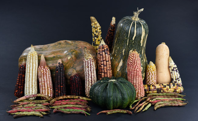 maize-beans-squash-Senahu-corn-beans-Mayan-foods-diet-0698-FLAAR