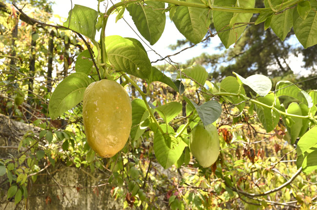 passiflora quadrangularis badea frut 0284