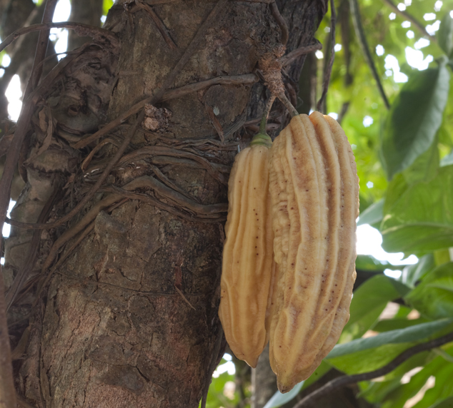 Cuajilote, caiba, Pamentiera aculeata tree with fruits in pairs, the fruit can appear single or in pairs and this feature depends on the region where the tree can be found. Photo by Nicholas Hellmuth, Sayaxche, Peten, Guatemala.