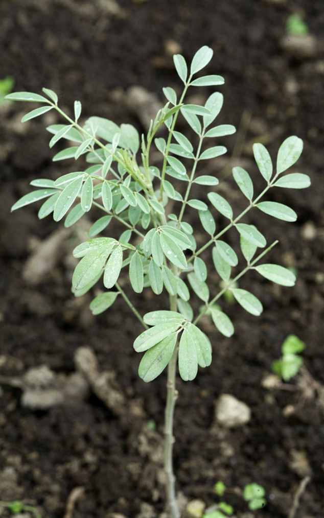 image Indigo Indigofera guatemalensis plant that gives indigo color similar to dark blue.