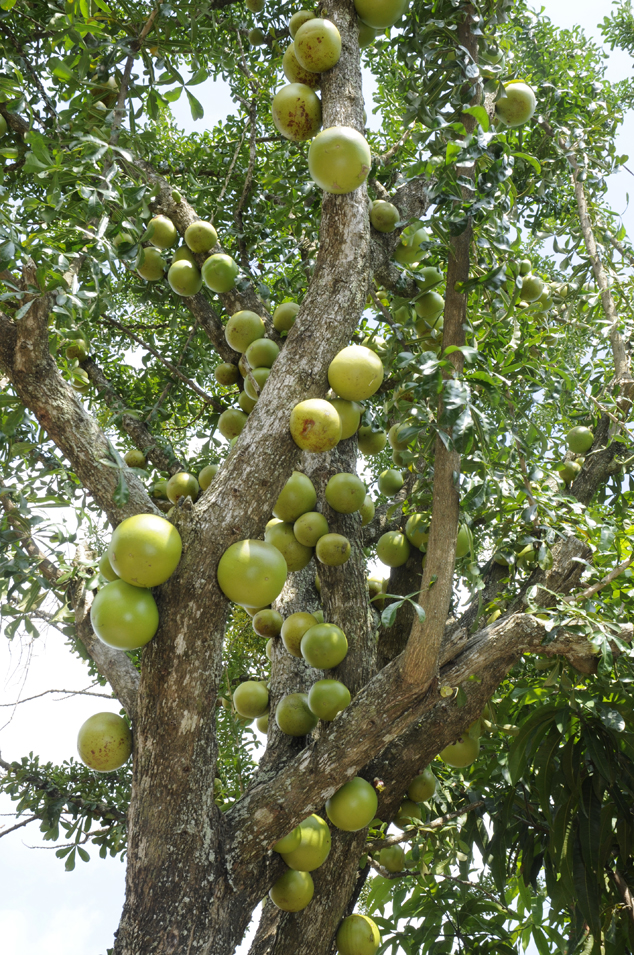 Morro, Crescentia cujete tree, notice all the diffrent size and shape of the fruits along the tree. 