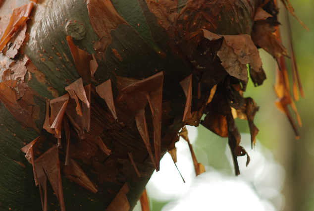 Palo jiote, Bursera simaruba tree at botanical garden, Guatemala City, July. Photo by Camila Morales