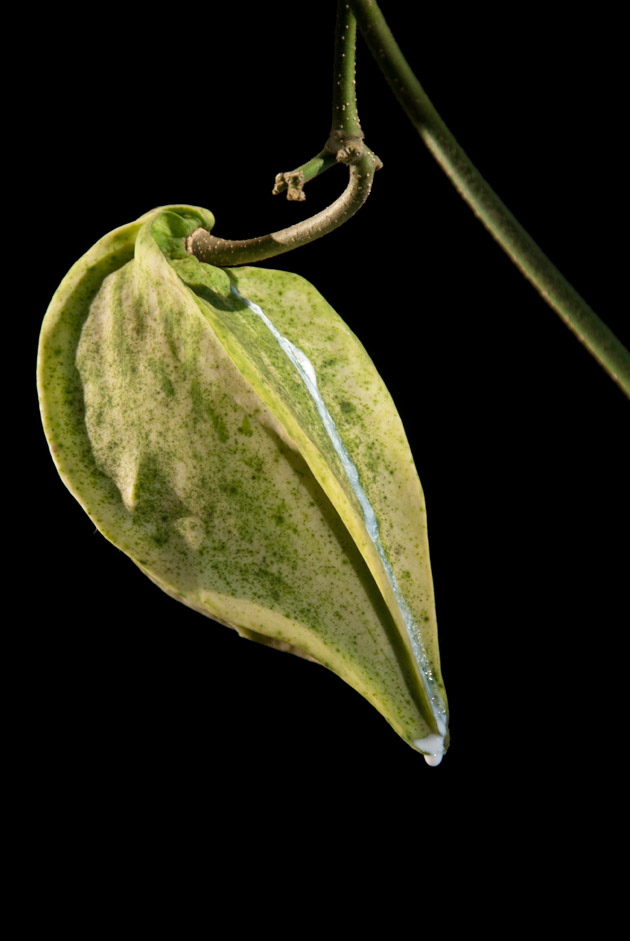 Cuchamper, Gonolobus fruit, notice the white latex emerging from the fruit.