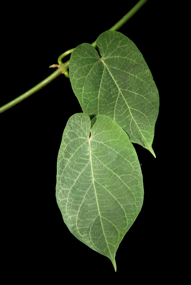Cuchamper, Gonolobus leaves, this plant is a vine.