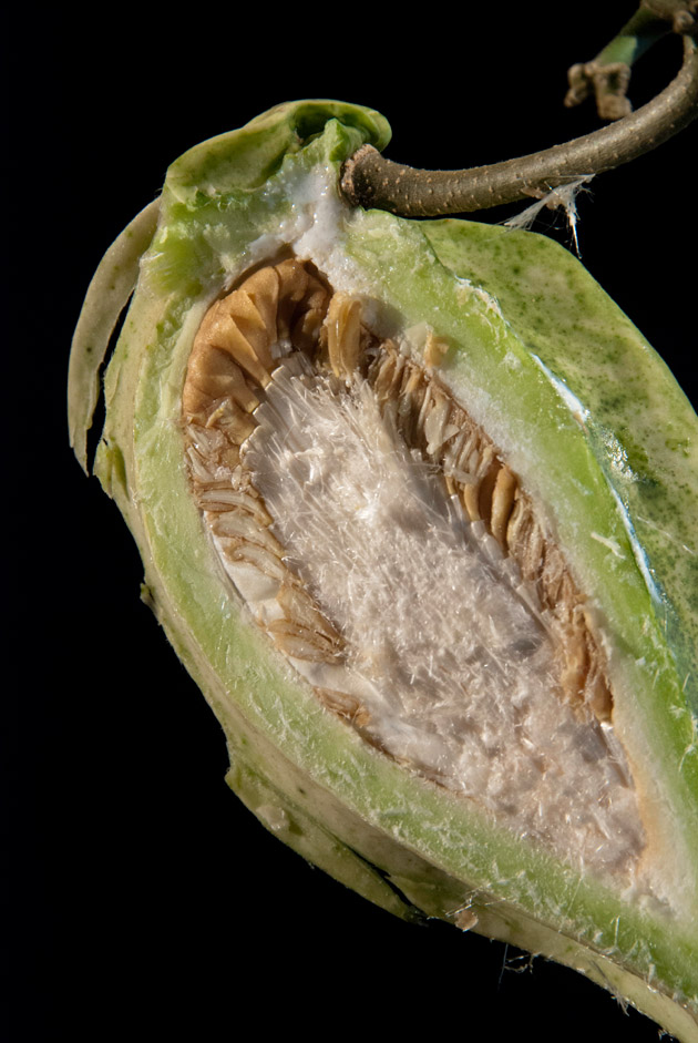 Cuchampper, Gonolobus opened fruit, notice the seeds and the edible inside of the fruit.