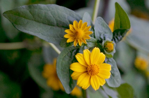 Flor de muerto Tagetes spp. notice the different species that can be found, Photo FLAAR Archive.