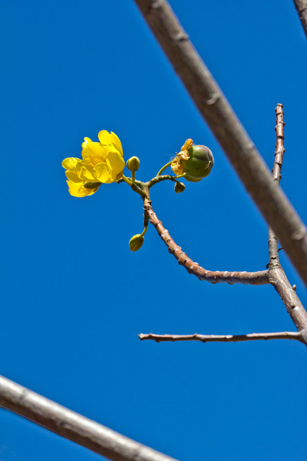 Tecomasuche flower, maya medcine, photograph by Sofia Monzón