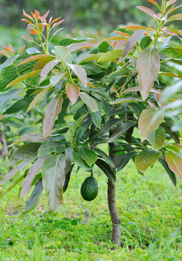 Four years old Hass avocado tree with first born fruit. Parramos Guatemala 2011. FLAAR Photo Archive.