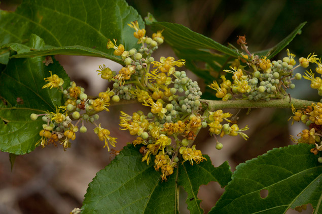 Guazuma Ulmifolia guacimo edible seeds photo by FLAAR Mesoamerica