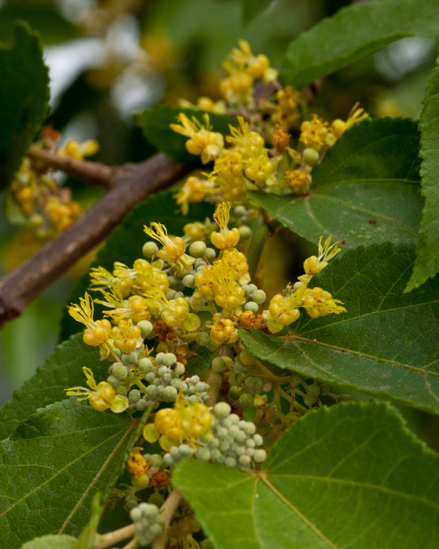 Guazuma ulmifolia cacao flavoring plant by FLAAR Mesoamerica images