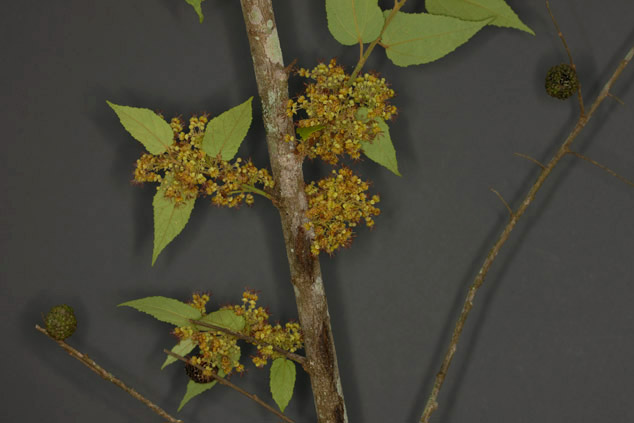 Guazuma Ulmifolia cacao flavoring tree photo by FLAAR Mesoamerica