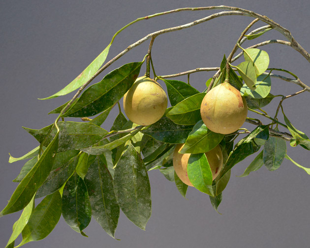 A branch of Virola guatemalensis, nutmeg, with fruits and leaves.