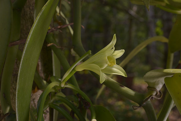 Vanilla-planifolia-orchid-flaar-4688