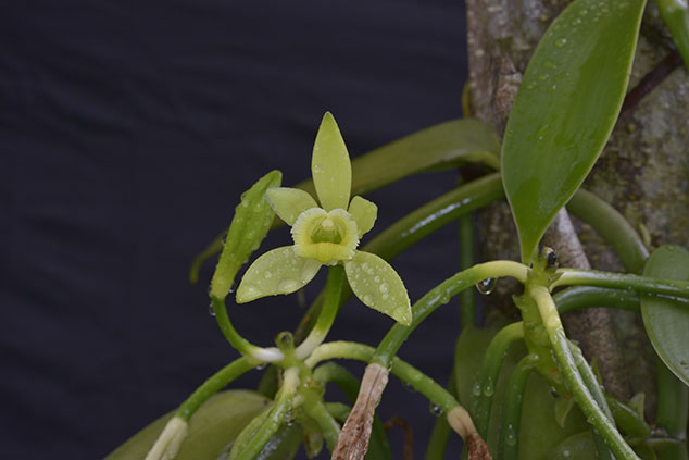 Vanilla-planifolia-orchid-flaar-4785